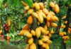 COCOBOD increases cocoa producer price to GH¢42,400 for 2026/27 season cocoa producer price, Ghana’s cocoa sector, local bond, cocoa prices, farmers, Ivory Coast, cocoa purchases, COCOBOD