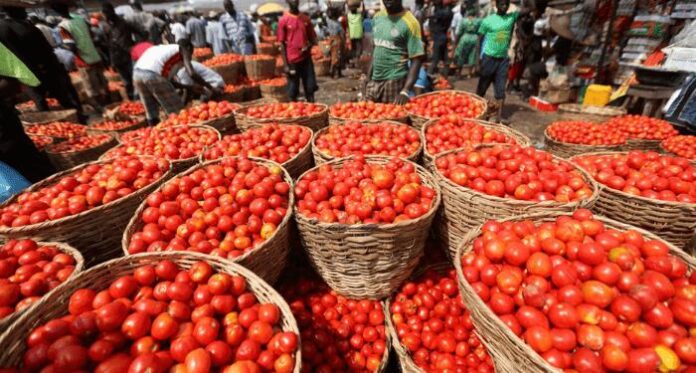 tomato traders