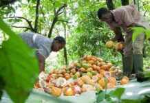NPP challenges GH¢2,650 cocoa producer price, demands transparency cocoa producer price, market price, tree crops