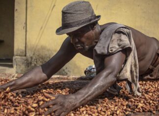 The Farmer’s Haircut and Nana Addo’s Stone haircut