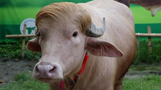 albino buffalo