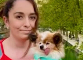 The world’s likely oldest dog finds new home after outliving owner