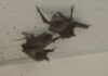 Bat invasion shuts down new school block in Afram Plains bat
