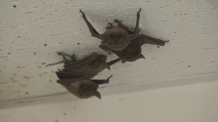bat