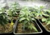 Two companies secure NACOC licences for cannabis cultivation cannabis cultivation