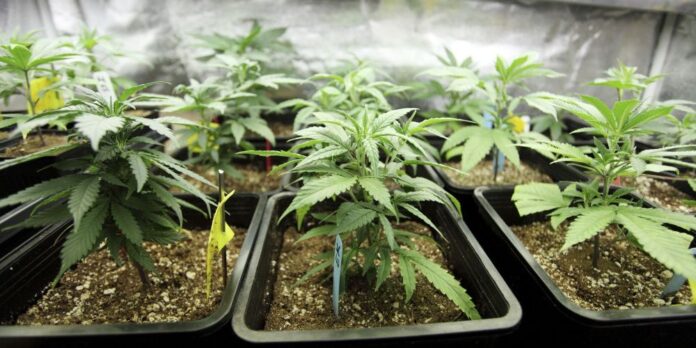 cannabis cultivation