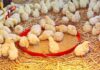 EU Donates 150,000 Birds to Support Nkoko Nkitinkiti Programme birds
