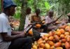 Carrying the Nation’s Wealth in the Dark: The Cry of Amoako amoako