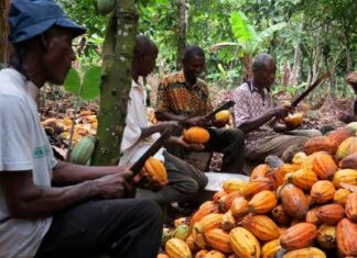 Carrying the Nation’s Wealth in the Dark: The Cry of Amoako amoako