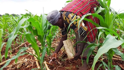 peasant farmers