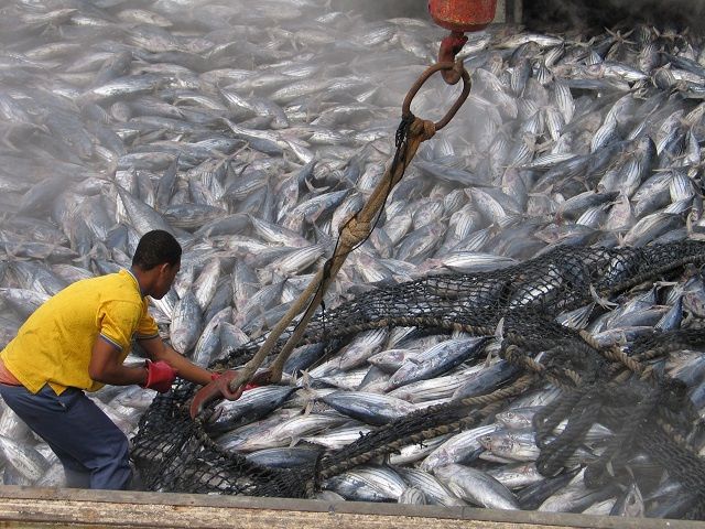 tuna industry