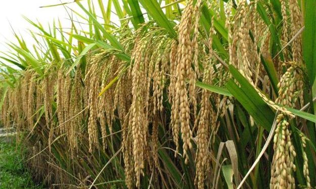 rice import